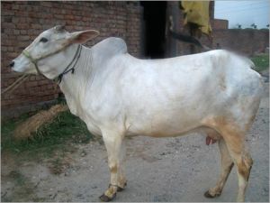 Live Haryana Cow