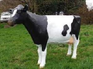 Live Holstein Friesian Cow