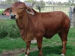 Live Sahiwal Calf