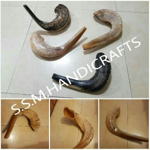 Sheep Horn Shofar