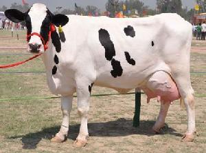 Holstein Friesian cross Cows