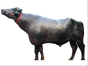 murrah bulls