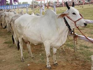 Haryana Cow