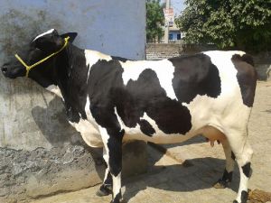 Live Holstein Friesian Cow