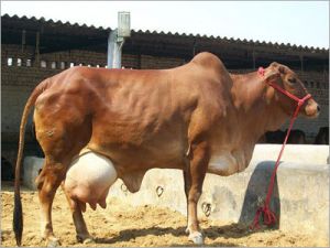 Live Sahiwal Cow