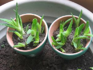 aloe vera baby plants