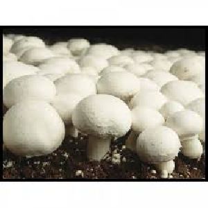 Button Mushroom Spawn