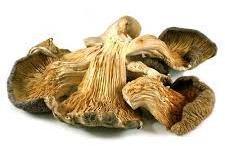 Dried Oyster Mushroom