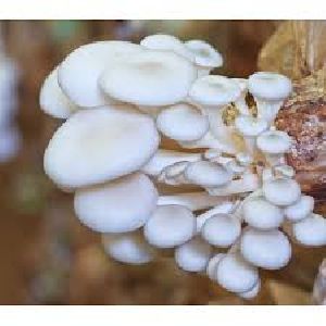 Fresh Oyster Mushroom