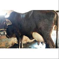 HF Breed Cow