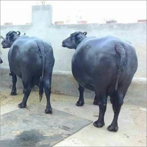 Murrah Breed Buffalo