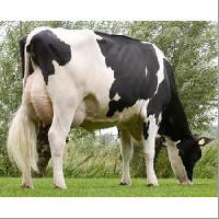 HF Breed Cow