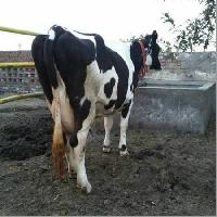 Holstein Friesians Cow