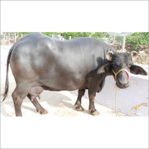 Murrah Buffalo