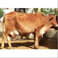 sahiwal cows