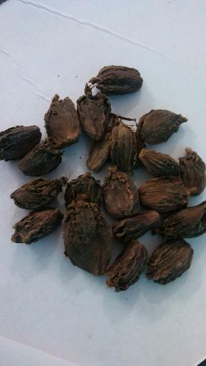 Large Cardamom