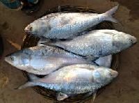 Hilsa Fish