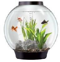 fish aquariums