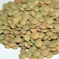 Green Lentils