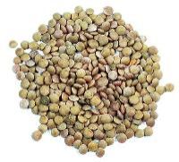 Lentil Beans