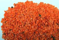 Red Lentils