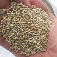 Millet for Animal Feed