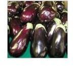 Fresh Brinjals