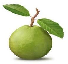 Fresh Guava