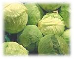 Cabbage