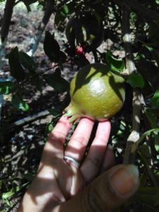 Fresh pomegranate