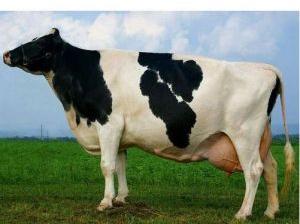 Ayrshire Cow