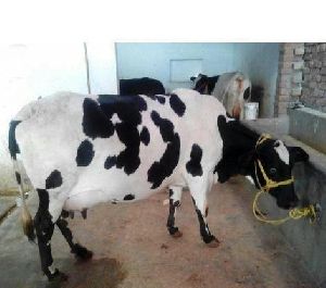 Dairy HF Cow