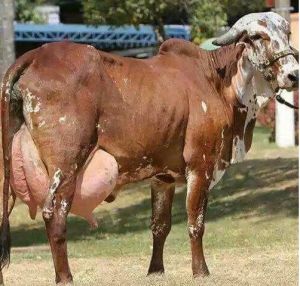 Gir Cow