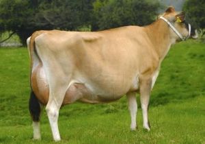 Jersey Cow