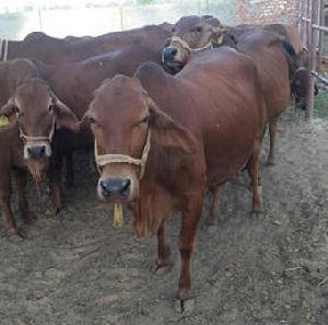 Sahiwal Cow