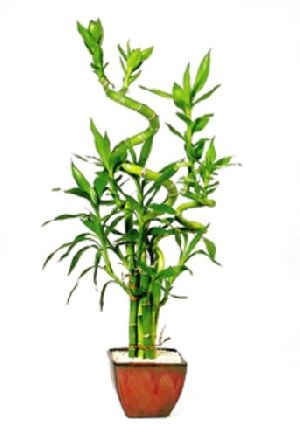 Natural Bamboo Plants