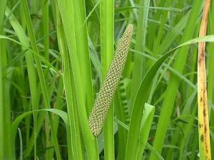 Acorus Calamus Plants