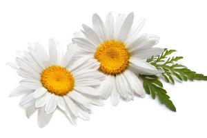 Chamomile Flower