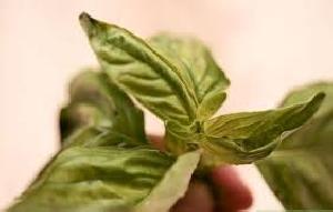 Tulsi basil Leaves