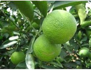 Organic Sweet Lemon Plants (Mausambi)
