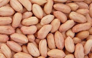 Groundnut