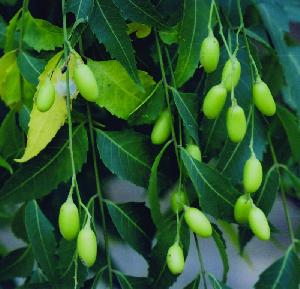 Neem Fruit