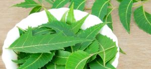 Neem Leaves