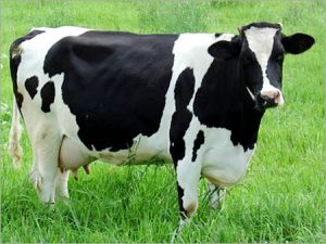 Live Holstein Friesian Cow