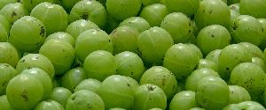 Fresh Amla