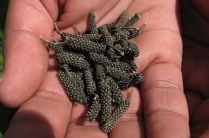 Long Pepper