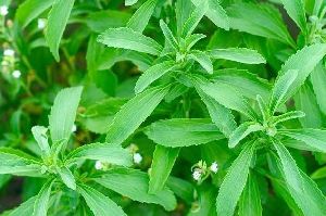 Stevia Plant