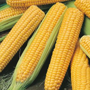 Sweet Corn