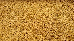 Barley Seeds(Jau)