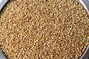 Sorghum Seeds(Jowar)